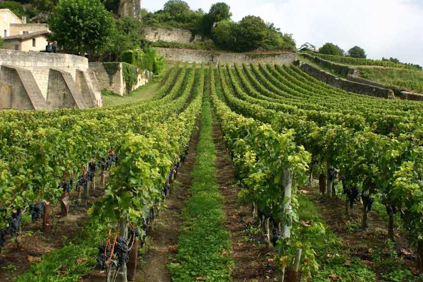 Taste and Tipple on a Vineyard Visit, Bordeaux