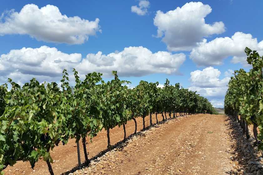 Taste and Tipple on a Vineyard Visit, Bilbao