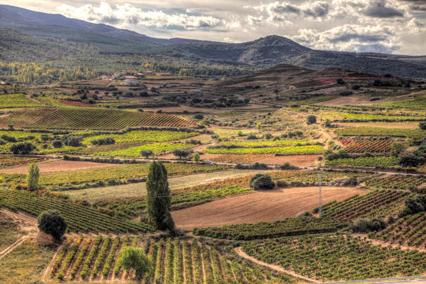 Taste and Tipple on a Vineyard Visit, Bilbao