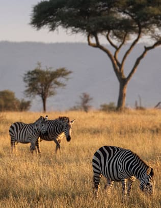 Kensington Establishes Itself as the Definitive Authority in Luxury Wildlife Itineraries