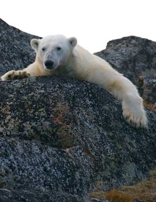 5 Captivating Experiences on an Arctic Voyage