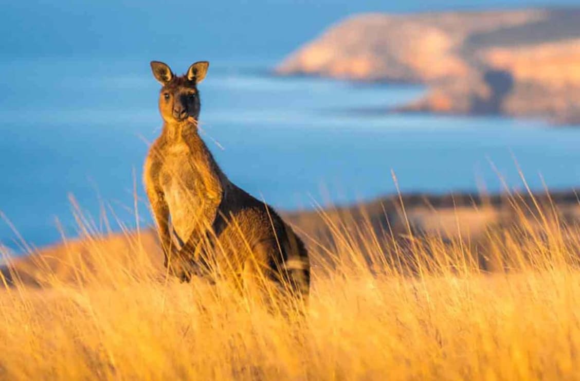 Kangaroo Island coastal scene