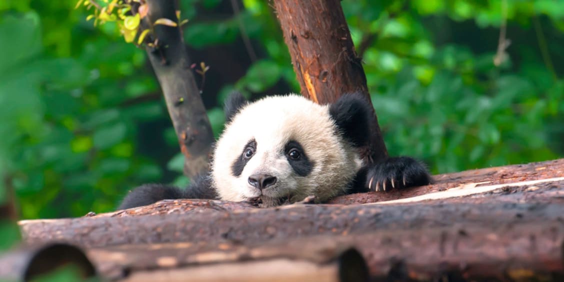 6 facts about pandas that will make your day