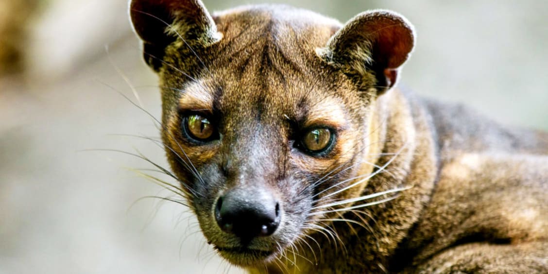 7 amazing animals unique to Madagascar