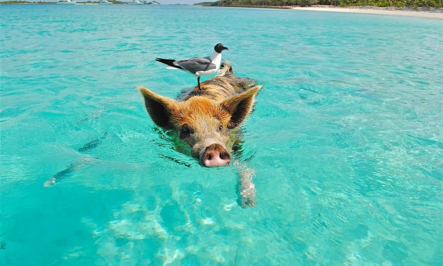 Day 5: Fun in the Sun