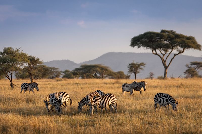 Uncharted Tanzania: North to South Safari