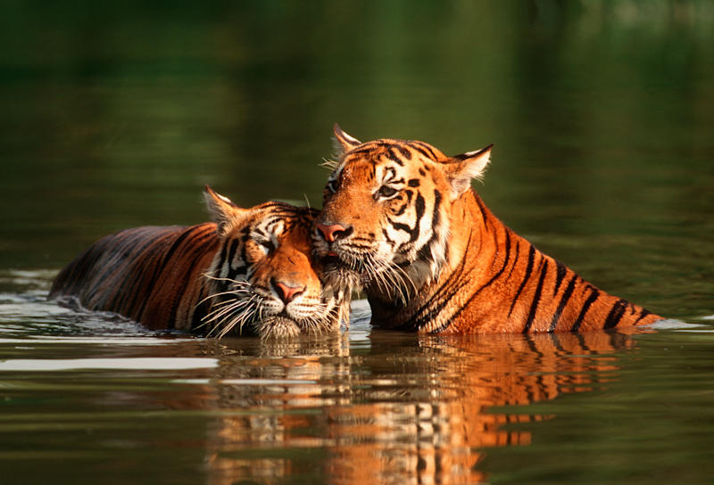 India Ultimate Wildlife 
