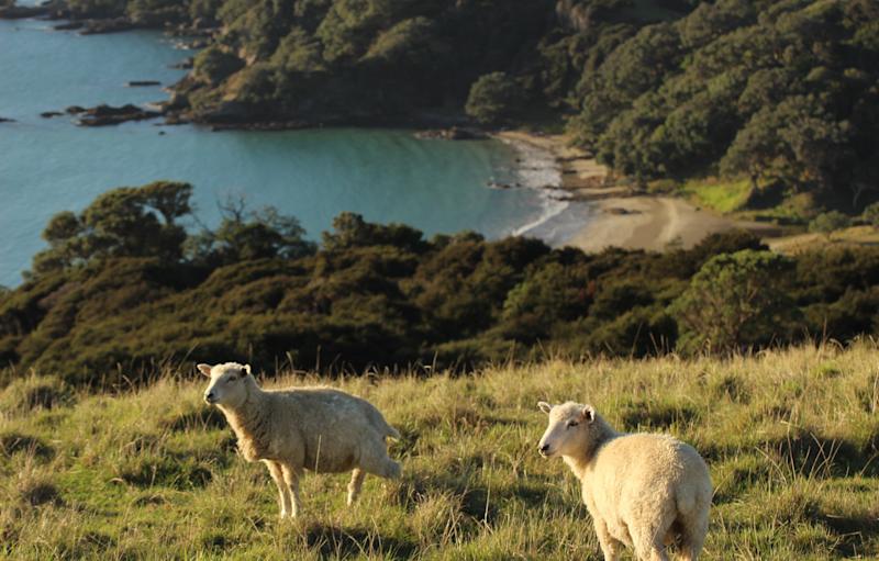 New Zealand: Wellness & Wilderness