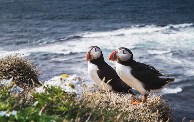 Iceland: Wildlife & Arctic Coast