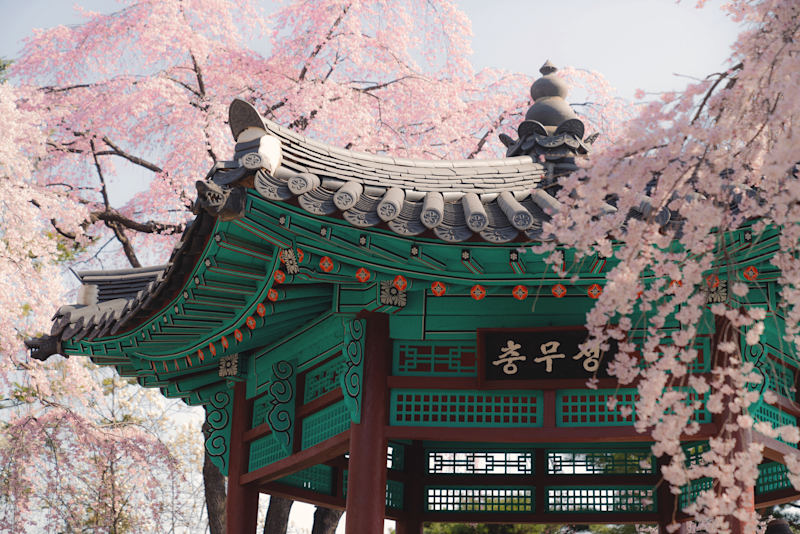 South Korea: Cherry Blossom Edition