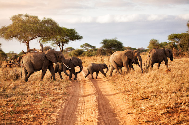 Tanzania Bucket List Safari: Crater & Big Five