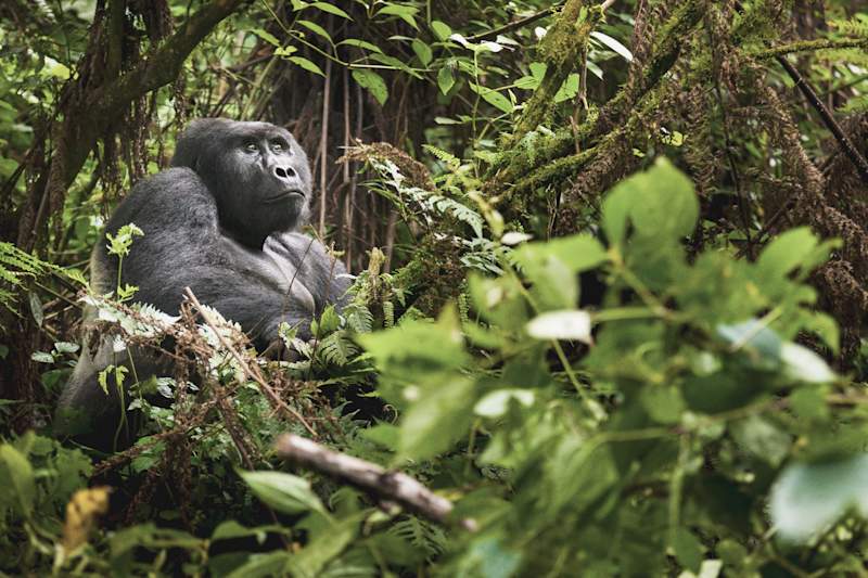 Rwanda Gorillas & Serengeti Safari